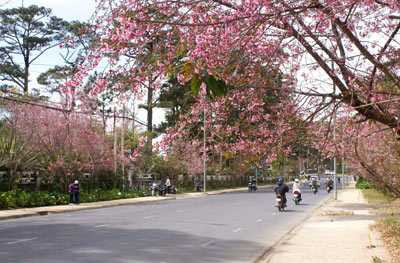 anh đào,Đà Lạt,khoe sắc,tết dương lịch,Trần Hưng Đạo,Tết Nguyên Đán,rợp trời,hồ Xuân Hương