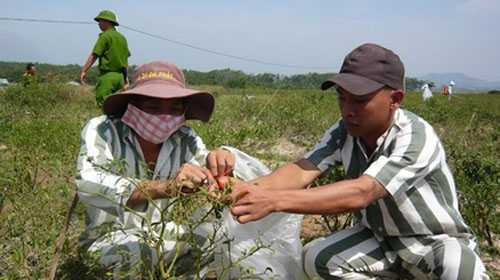 Các phạm nhân tại trại giam Thủ Đức thu lượm ớt để đón Tết.