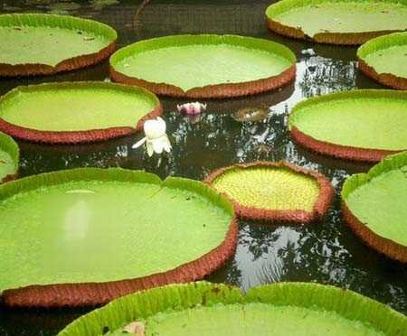 Đồng Tháp: Lá sen khổng lồ Lá sen khổng lồ 'cõng' người 80 kg không rách ở Đồng Tháp - Ảnh 2