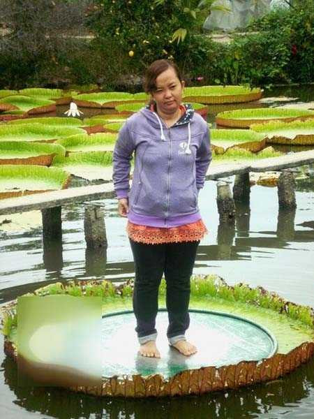 Đồng Tháp: Lá sen khổng lồ Lá sen khổng lồ 'cõng' người 80 kg không rách ở Đồng Tháp - Ảnh 3