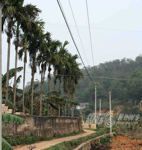 Điện lực Hải Phòng, điện giật, cháy sém nửa người, Thủy Nguyên, Hải Phòng