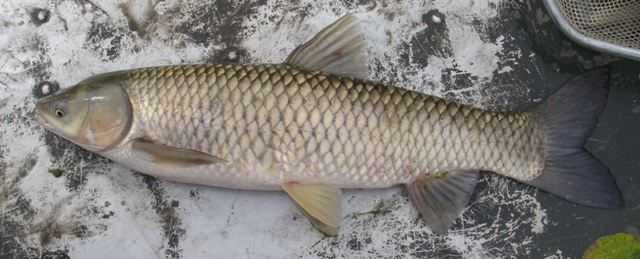 Cá trắm trắng