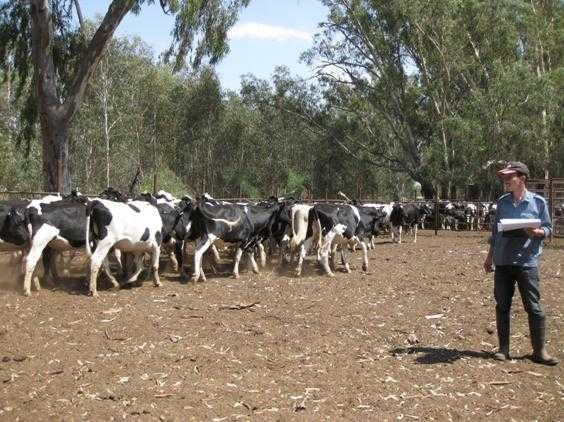 Năm 2014 Vinamilk nhập khẩu 5.000 con bò sữa từ Úc và Mỹ