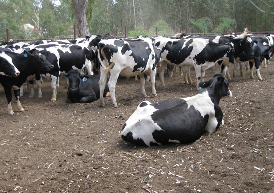 Năm 2014 Vinamilk nhập khẩu 5.000 con bò sữa từ Úc và Mỹ