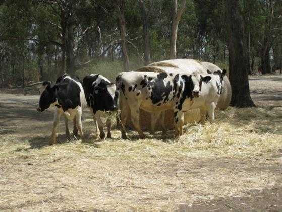 Năm 2014 Vinamilk nhập khẩu 5.000 con bò sữa từ Úc và Mỹ