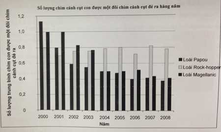 chim cánh cụt, papou, rock-hopper