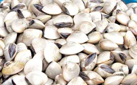 vệ-sinh-an-toàn-thực-phẩm, ngao, nhiễm-khuẩn, Samonella