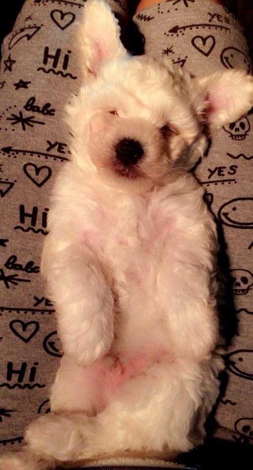 Ngọc Quyên đẹp hút mắt đi ăn với chồng ngày 8/3