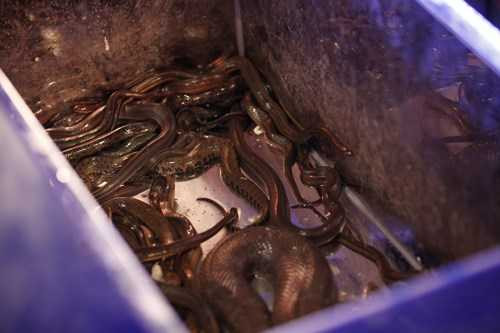 10 hot girl 'méo mặt' vì rắn, ếch - 9