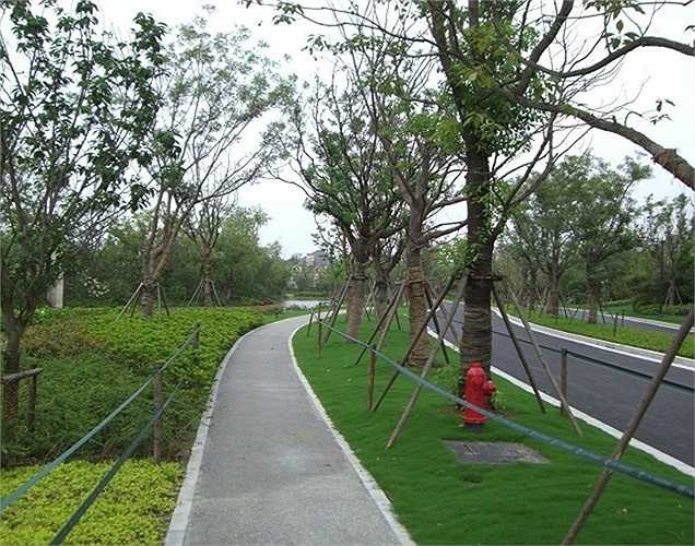 Đường đi ở Rose Garden với nhiều hàng cây, được phân làn rất rõ... 