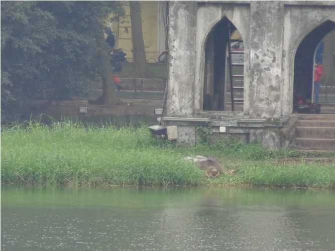 cụ rùa, hồ gươm, phơi nắng, tháp rùa