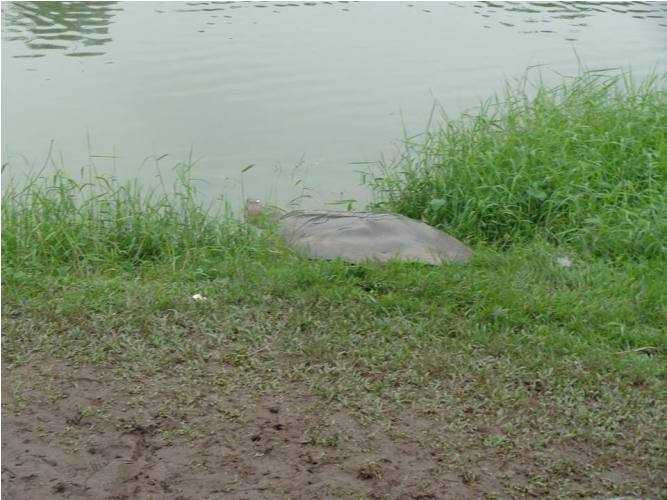 cụ rùa, hồ gươm, phơi nắng, tháp rùa