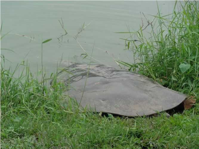 cụ rùa, hồ gươm, phơi nắng, tháp rùa