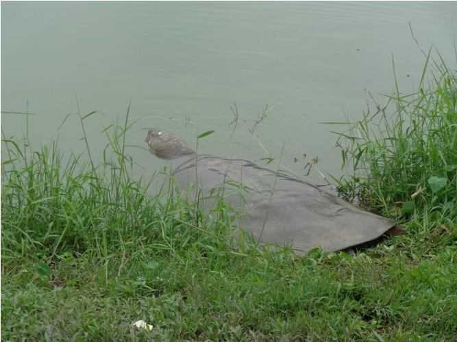 cụ rùa, hồ gươm, phơi nắng, tháp rùa