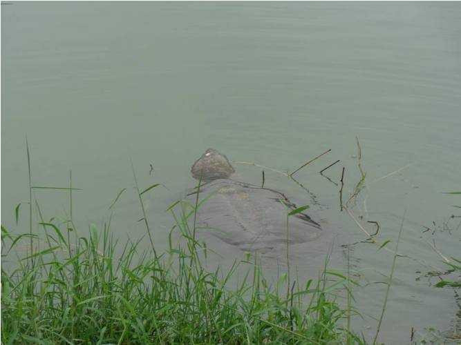 cụ rùa, hồ gươm, phơi nắng, tháp rùa