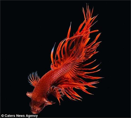 Cá chọi đỏ rực rỡ