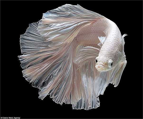 Một con cá chọi trắng nhìn như vũ công giữa không gian lơ lửng
