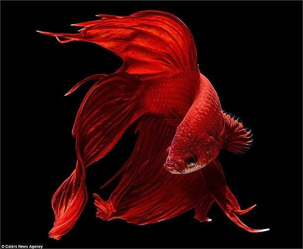 Con cá chọi đỏ rực trên nền đen