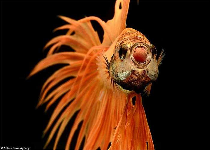 Mỗi bức ảnh đều là một khoảnh khắc đặc biệt với loài cá này