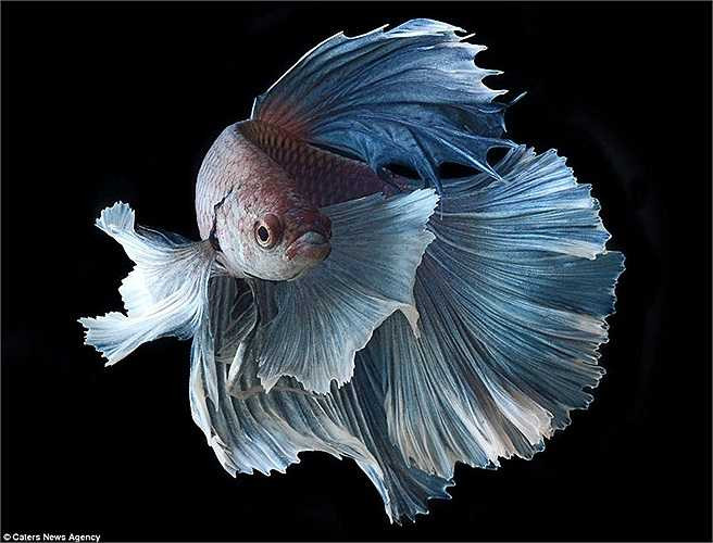 Với những chiếc vây bản rộng và mềm, cá chọi trông như các vũ công trên sân khấu