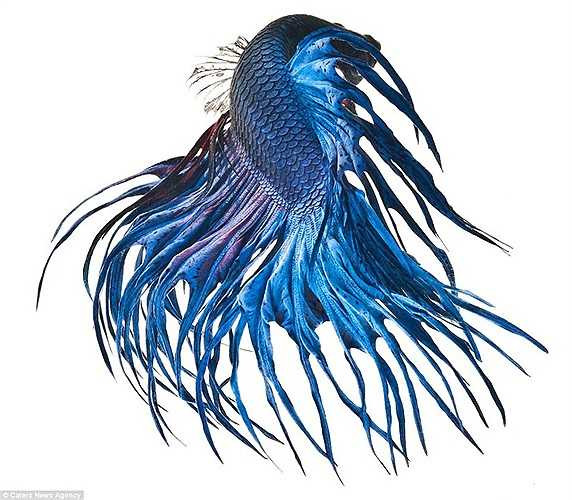 Một chú cá chọi màu xanh bắt mắt