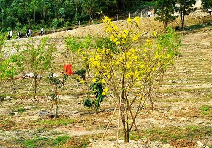 Vườn mai là sáng kiến của đoàn viên thanh niên huyện Quảng Trạch thể hiện sự kính trọng, lòng biết ơn đối với Đại tướng Võ Nguyên Giáp. Anh Trần Vũ Phong, Phó bí thư Huyện đoàn Quảng Trạch, cho biết từ khi Đại tướng về yên nghỉ tại Vũng Chùa, tuổi trẻ toàn huyện coi đó như là một niềm vinh dự lớn lao. Các hoạt động dọn dẹp vệ sinh, thăm viếng mộ Đại tướng được thực hiện thường xuyên.