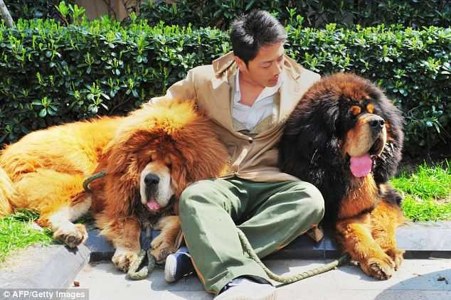 Đại gia địa ốc chi hơn 40 tỷ đồng mua thú cưng