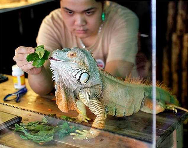 Pet Cafe là quán cà phê có nhiều loài bò sát nhất Hà Nội nằm trên phố Ngọc Khánh, quận Ba Đình. Chủ quán là Nguyễn Minh Nghĩa