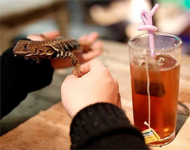 Đây cũng được coi như trụ sở của Câu lạc bộ những người yêu thích động vật và thiên nhiên, với trên 3.000 thành viên. Trong ảnh là một khách hàng vừa uống nước vừa làm quen với chú rắn sữa 3 tuổi rưỡi. Đây là loài rắn có nguồn gốc ở vùng Đông Bắc Mexico, và là loài vật được chủ quán thích nhất.