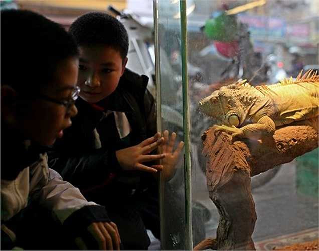 Chủ quán chia sẻ, thú chơi này rất công phu, tỷ mẩn và đòi hỏi nhiều đam mê.