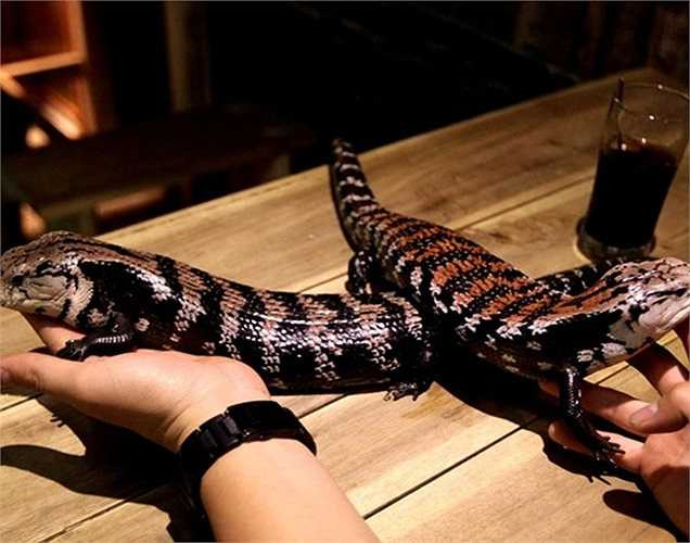 Ngày ngày, ngoài việc cho ăn, tắm rửa, phơi nắng cho chúng thì người nuôi còn phải dành thời gian để giao tiếp, chơi đùa với chúng. Đây là một cặp đôi rắn quý giá của ông chủ đang chơi tự do trên ghế sofa trong quán.