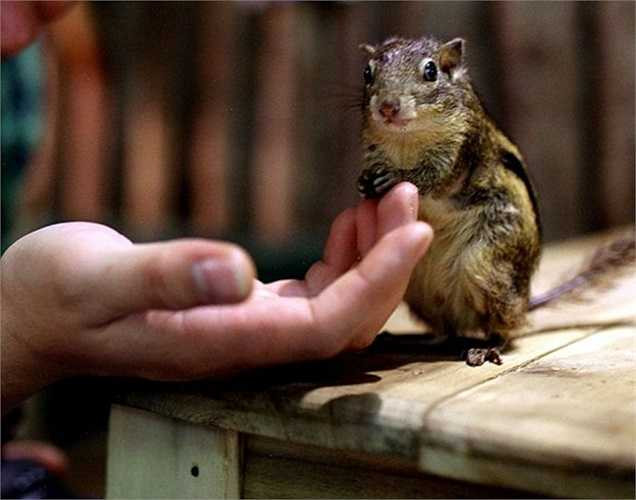 Khi bước vào quán, khách lạ không khỏi ngạc nhiên, thậm chí có phần sợ hãi khi gặp những thú cưng của quán, nhưng sau khi được các thành viên giải thích lại tỏ ra thích thú, thậm chí không ngại đụng chạm.