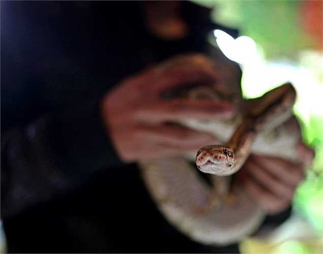 Chủ quán tiết lộ, do các loài bò sát đều là động vật có nhóm máu lạnh, nên điều kiện môi trường cho chúng cũng phải đảm bảo sao cho giống với tự nhiên.