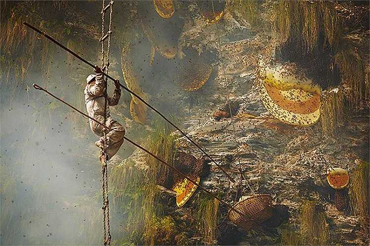 Các tổ ong nằm trên những vách đá dựng đứng, không thể tiếp cận mà không dùng thang dây