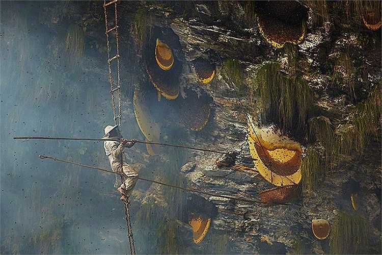 Những người thợ dùng 2 chiếc gậy, 1 để điều khiển giỏ hứng, một gắn dao nhọn để cắt các miếng mật ong