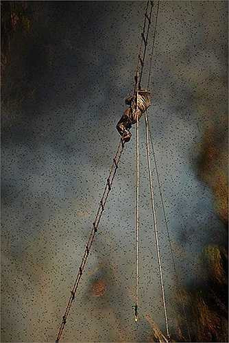 Những người thợ săn đu mình trên thang dây trong khi đợi khói hun lên, đuổi lũ ong đi xa