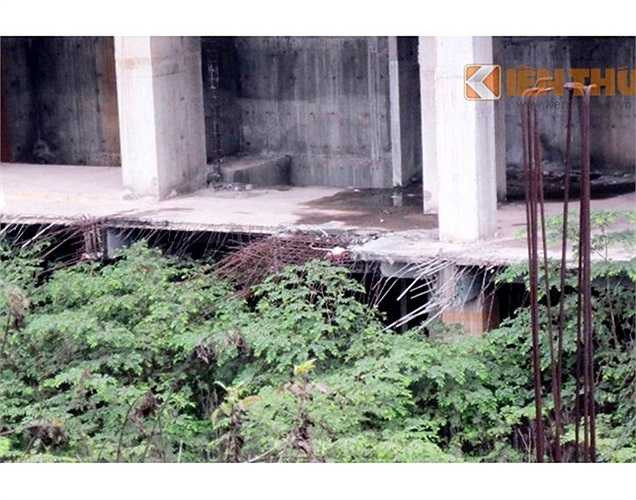 ...Mọc tràn cả vào bên trong tòa nhà.