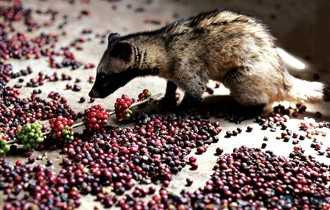 Cà phê chồn thương hiệu Trại Hầm có giá 20 triệu đồng/kg.