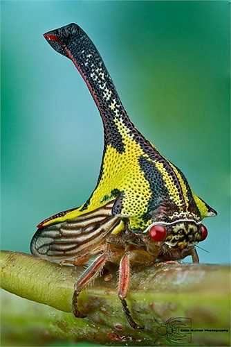 Bọ Umbonia Spinosa-Chúng có họ hàng với ve sầu, và dùng bỏ để bóc vỏ cây hút nhựa uống. Ngoại hình kỳ dị của chúng khiến rất nhiều nhà khoa học tò mò.