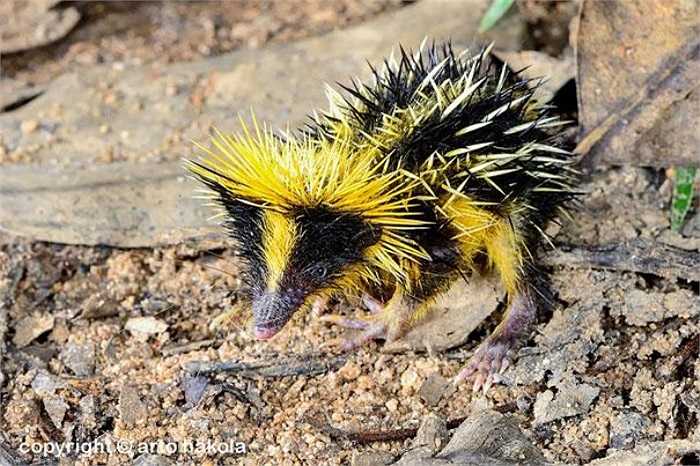 Loài Tenrec lông sọc sống dưới đất, Tenrec là loài ăn công trùng dến từ Madagasca, là nơi sính sống của nhiều loài động vật kỳ lạ.