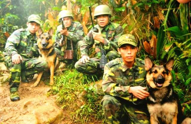 Đã có những chú chó nghiệp vụ biên phòng anh dũng hy sinh khi làm nhiệm vụ.