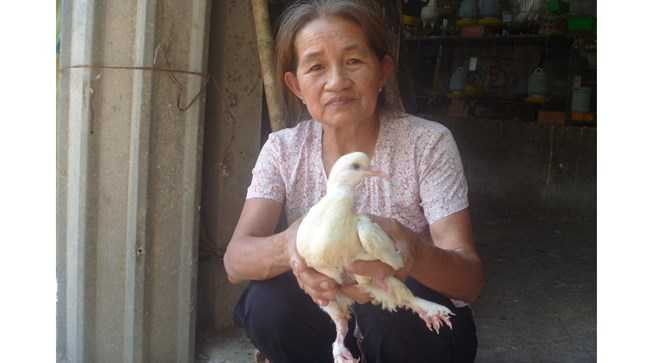 Bàn chân với 9 cựa của chim bồ câu