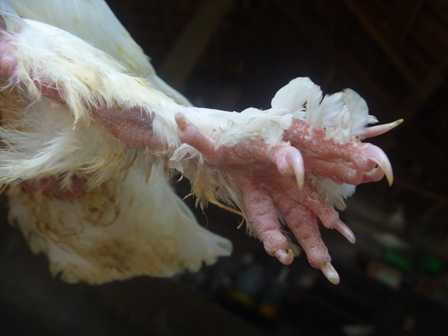 Bàn chân với 9 cựa của chim bồ câu