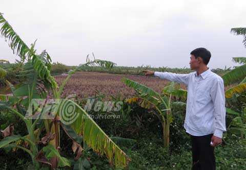 TAND TP Hải Phòng, xin lỗi, án oan, Tiên Lãng, Đông Hưng, Nguyễn Hồng Cầu