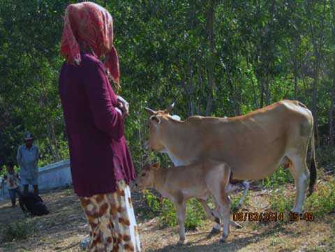con bê 6 chân, "không chồng mà chửa", Cam Ranh, Khánh Hòa