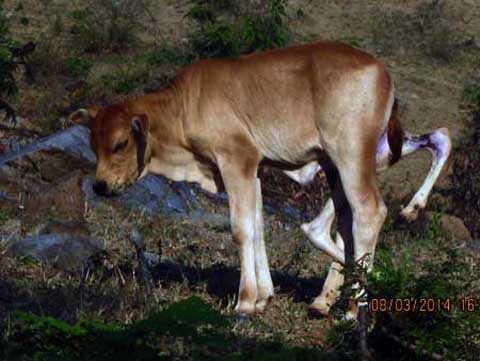 con bê 6 chân, "không chồng mà chửa", Cam Ranh, Khánh Hòa