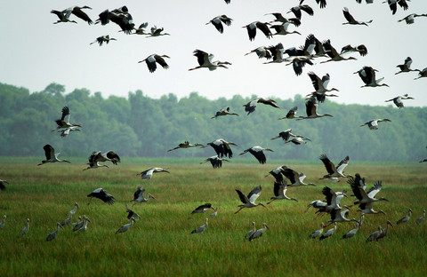 Chiêm ngưỡng vườn quốc gia Tràm Chim giữa mùa chim về