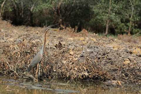 Chiêm ngưỡng vườn quốc gia Tràm Chim giữa mùa chim về