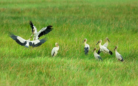 Chiêm ngưỡng vườn quốc gia Tràm Chim giữa mùa chim về