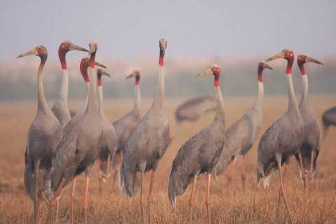 Chiêm ngưỡng vườn quốc gia Tràm Chim giữa mùa chim về